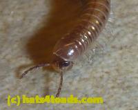/home//u458753944/public_html/sourcegallery///////////////////Insects and small critters/millipedes and centipedes/P1050783.JPG